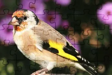 52 jigsaw puzzle