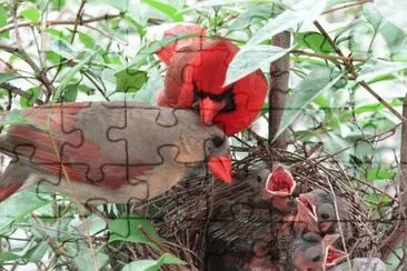 54 jigsaw puzzle