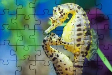 62 jigsaw puzzle