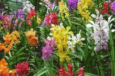 orquideas