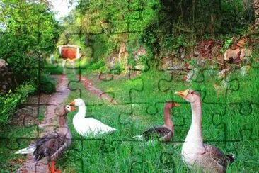 פאזל של patitos
