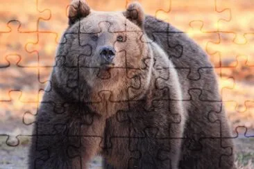 Oso Pardo jigsaw puzzle