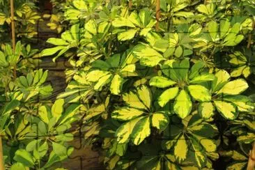 schefflera arboricola jigsaw puzzle
