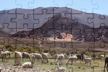 llamas salteÃ±as