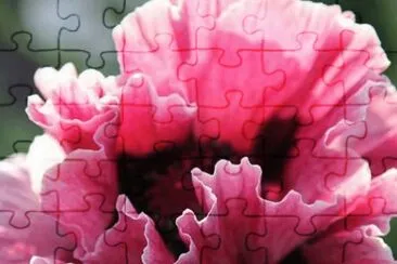  jigsaw puzzle