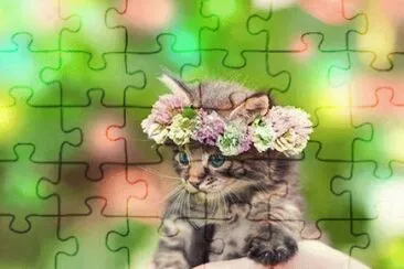 Katze