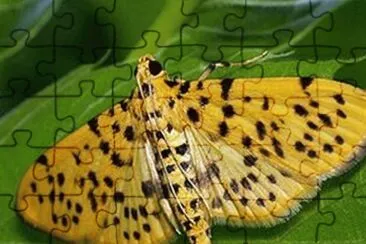 Conogethes Punctiferalis - Europa jigsaw puzzle