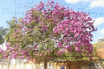 Ipê Rosa