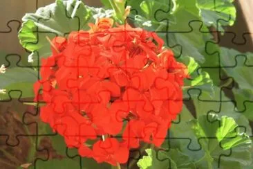 Gerânio Vermelho jigsaw puzzle