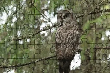 BÃºho de Finlandia jigsaw puzzle