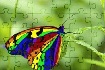 august7 jigsaw puzzle