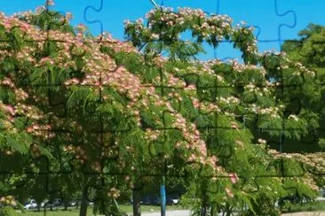 albizia julibrissin