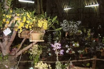 OrquÃ­deas en Montecarlo. Misiones. Argentina jigsaw puzzle