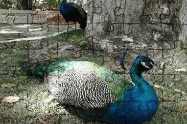 Pavão
