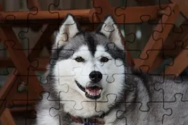 ×—×ž×•×“ jigsaw puzzle