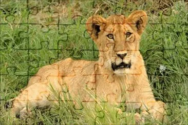 ×©×œ×™ jigsaw puzzle