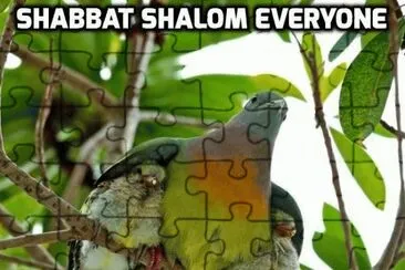×™×¤×™×