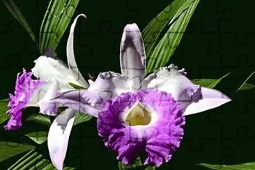 orquidea