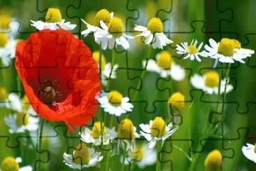 flores y flores