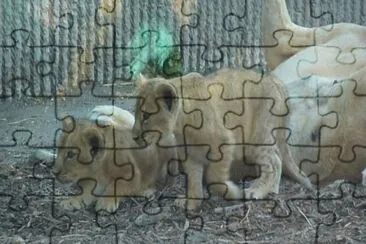 ×©×œ×™ jigsaw puzzle