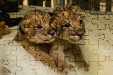 ×©×œ×™ jigsaw puzzle