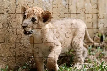 ×©×œ×™ jigsaw puzzle