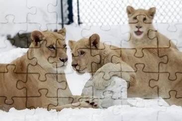 ×©×œ×™ jigsaw puzzle