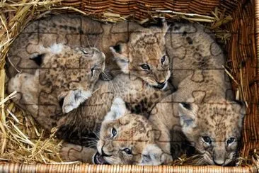 ×©×œ×™ jigsaw puzzle