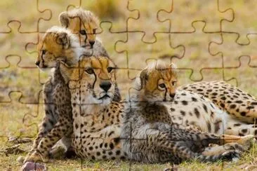 ×©×œ×™ jigsaw puzzle