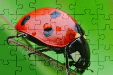 dijamunu jigsaw puzzle