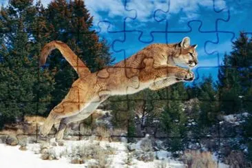 ××•×¡×£ ×©×œ×™ jigsaw puzzle