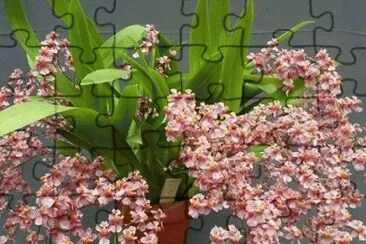 orquidea