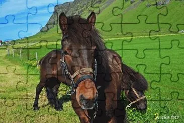 island pferd jigsaw puzzle