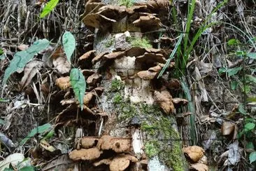 Cogumelos