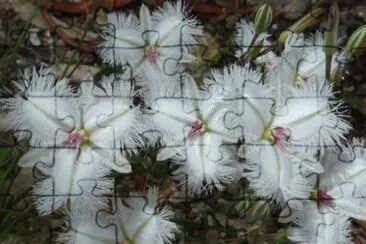 orquidea