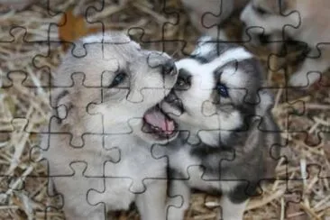 ××•×¡×£ jigsaw puzzle