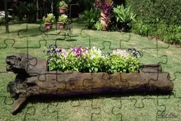 flores
