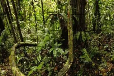 selva jigsaw puzzle