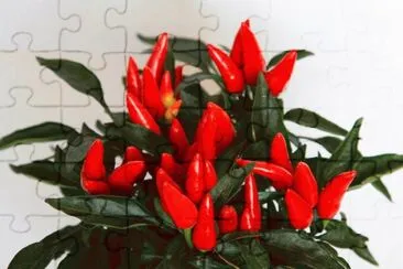 capsicum jigsaw puzzle