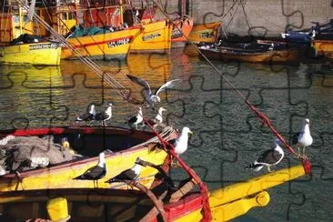 gaviotas jigsaw puzzle