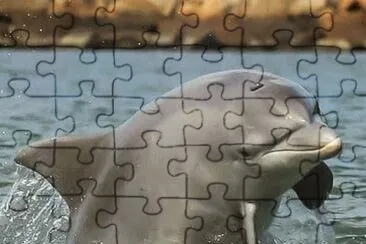 imagens jigsaw puzzle