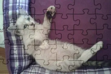 GATINHO jigsaw puzzle