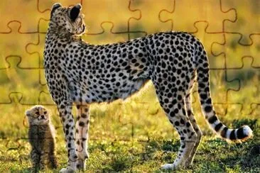 ××•×¡×£ ×—×“×© jigsaw puzzle