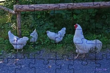 der harem / ballenberg ch jigsaw puzzle