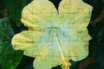 פאזל של hibisco