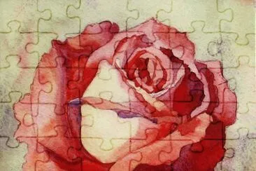 Rose Rose