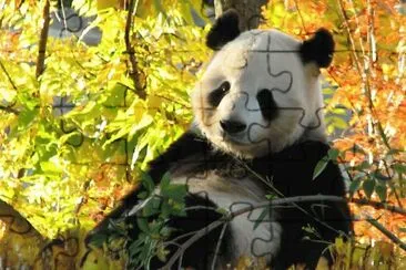 Panda jigsaw puzzle