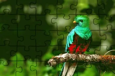 â™¥ La Hermosa Fauna de Costa Rica â™¥