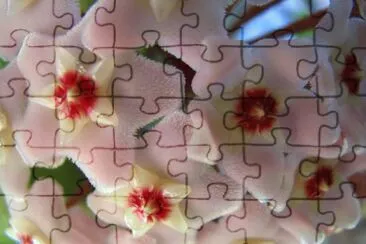 flor de nÃ¡car jigsaw puzzle