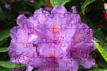 macro